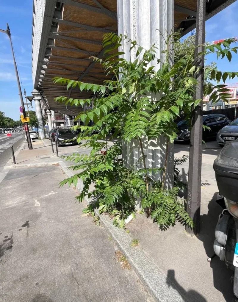 It Damages Buildings And Sidewalks With Powerful Roots