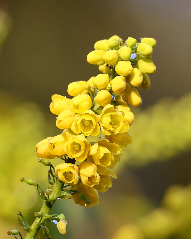 Mahonia Brings Structure And Blooms