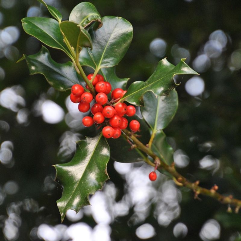 Holly Branches With Bright Red Berries