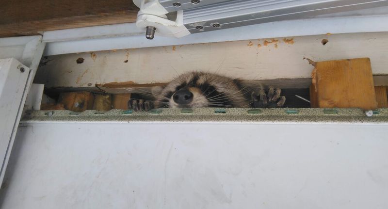 Raccoons Return Unless Entry Points Are Sealed