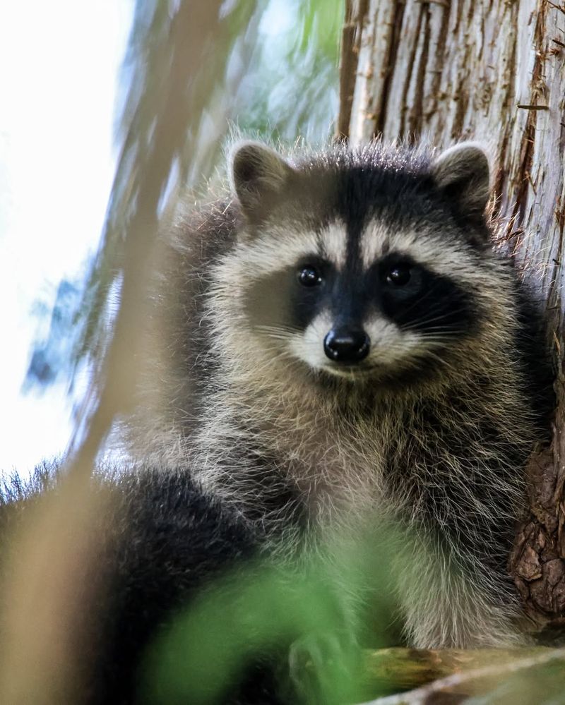 Professional Removal Costs Less Than Damage Repairs