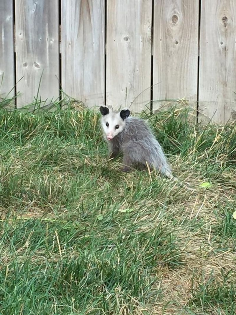 Professional Removal Costs Less Than Damage Repair