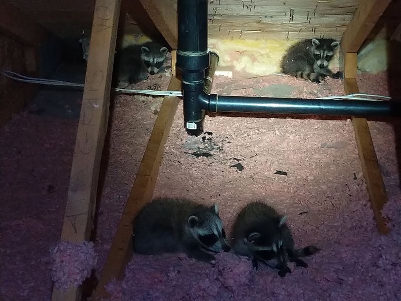 Raccoons Cause Significant Property Damage Fast