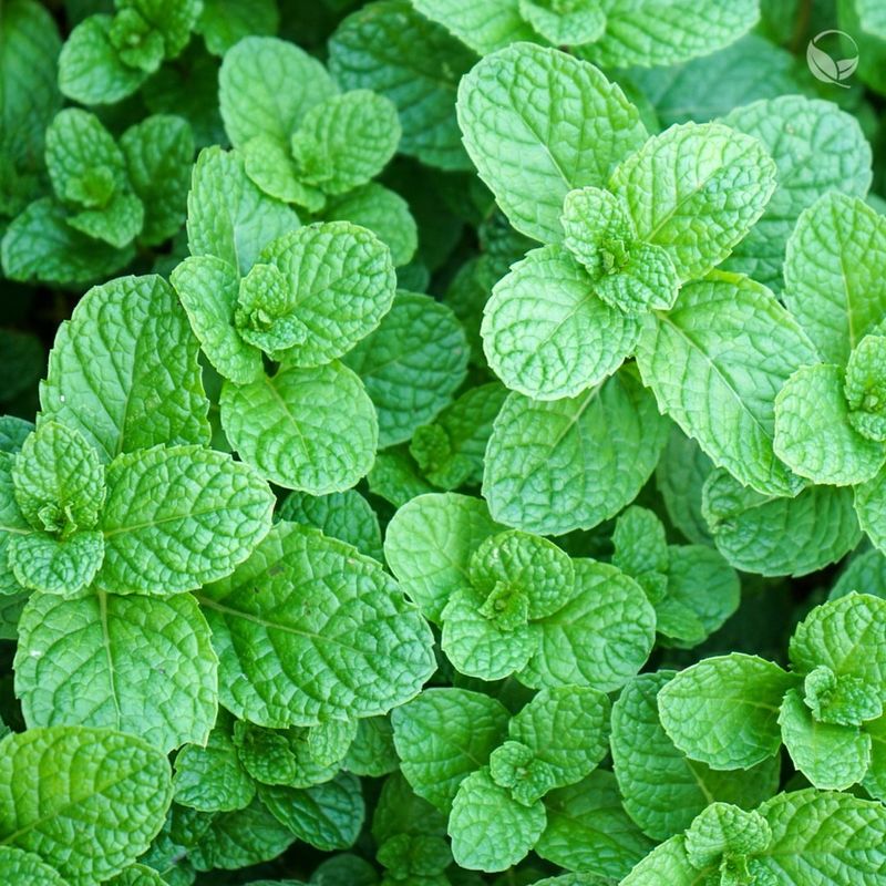 Mint Varieties