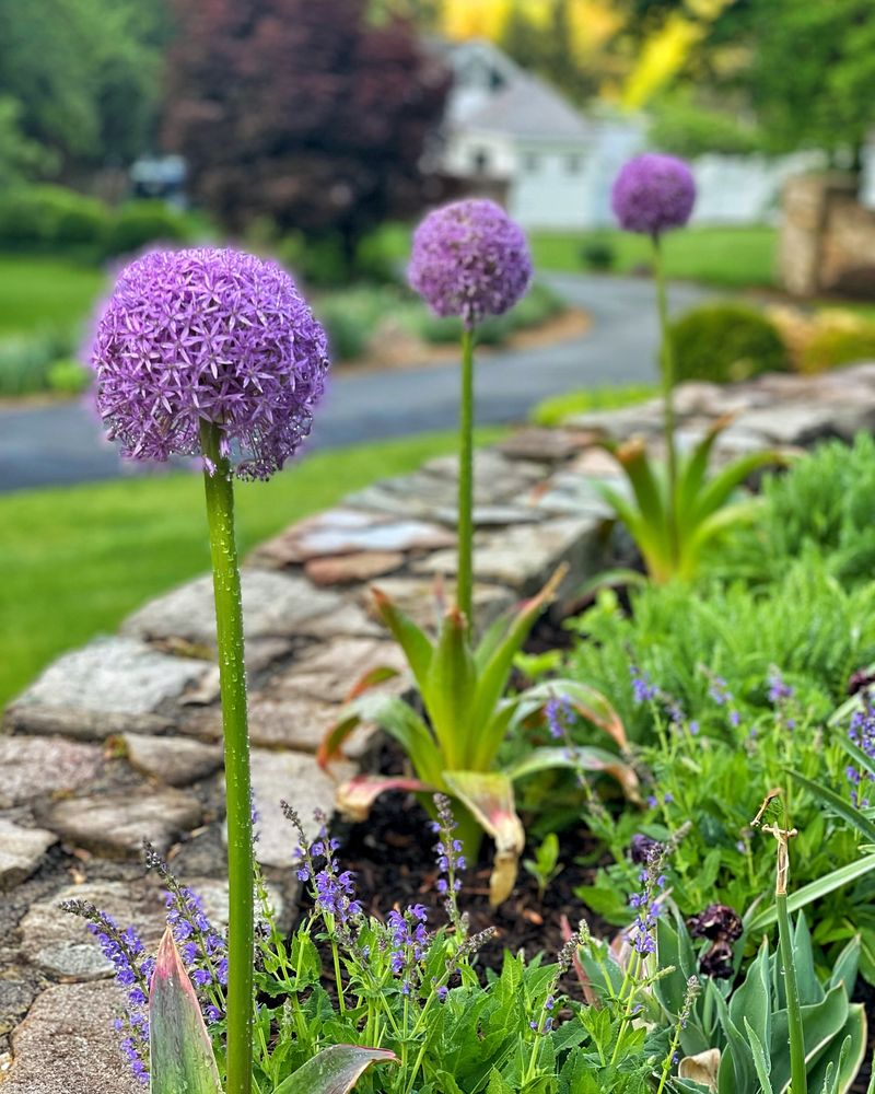 Alliums