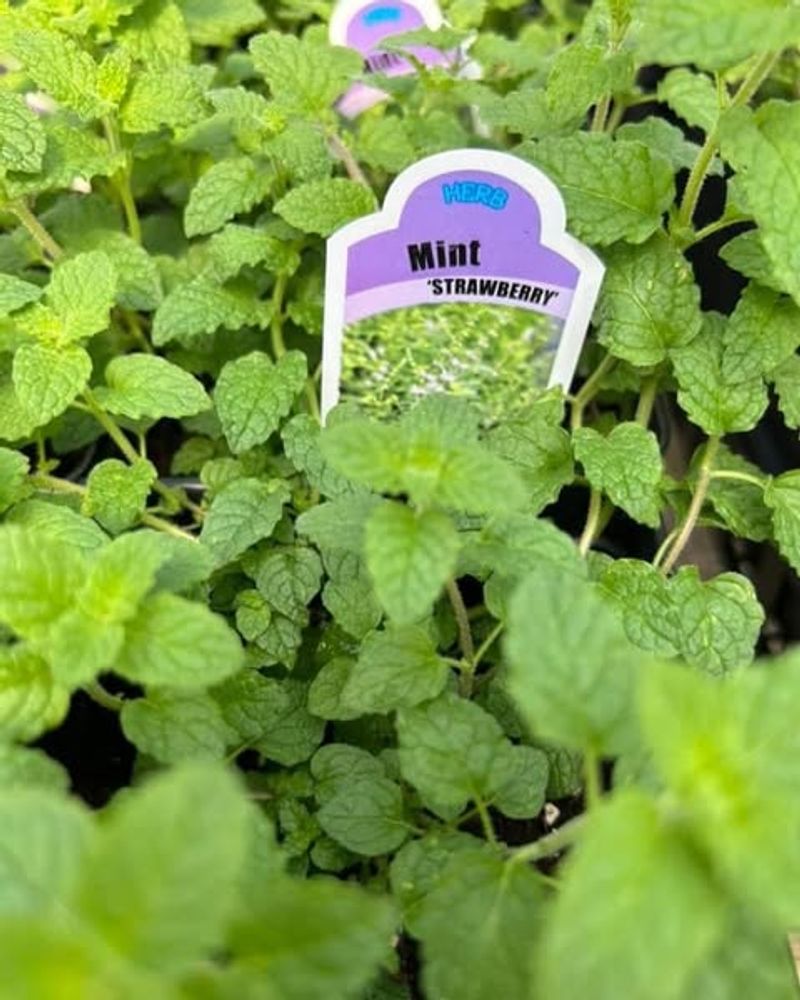 Mint Varieties