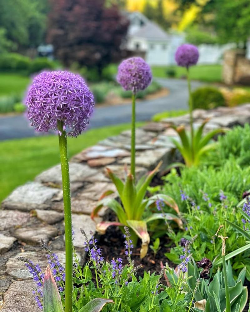 Alliums