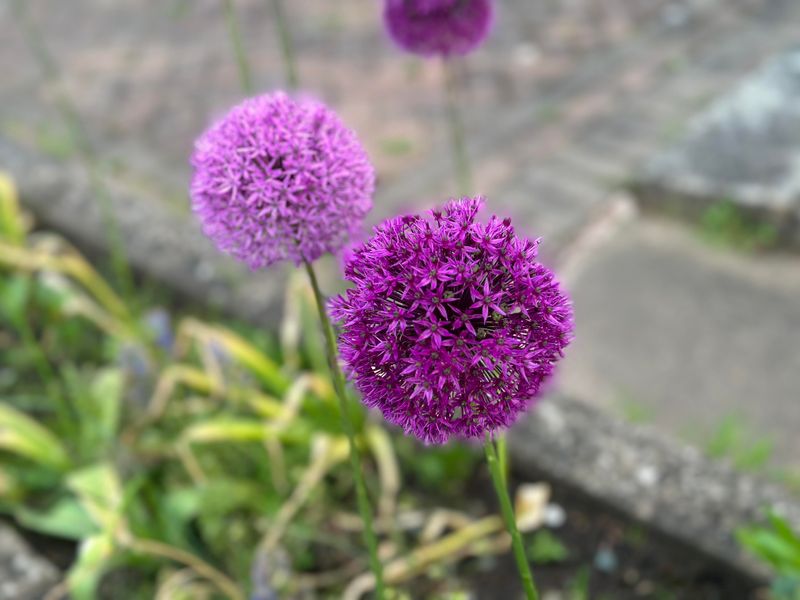 Allium