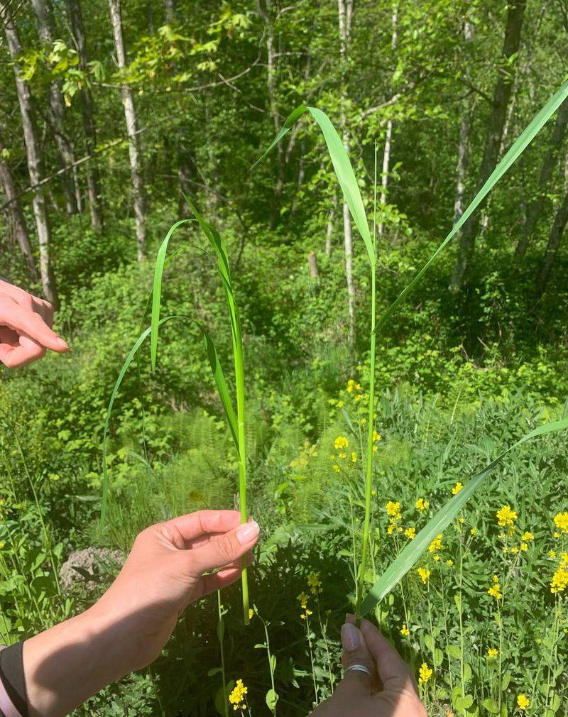 Reed Canarygrass