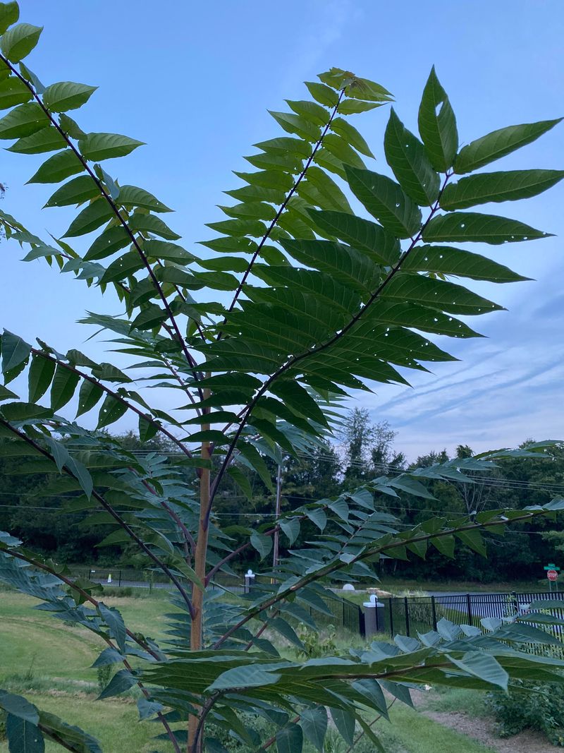 Crowds Out Native Arizona Plant Species