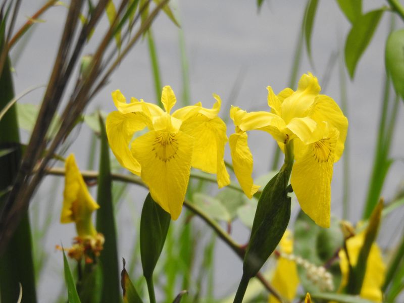 Yellow Iris