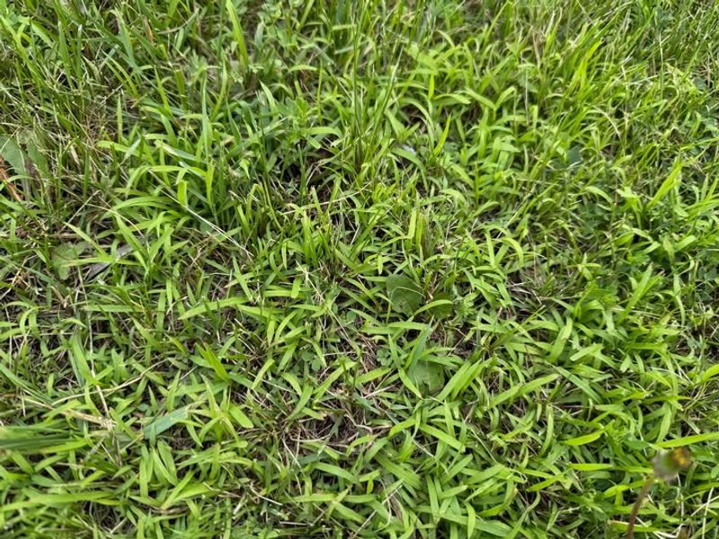 Crabgrass