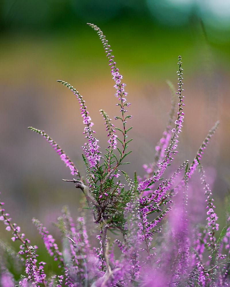 Heather (Calluna vulgaris)