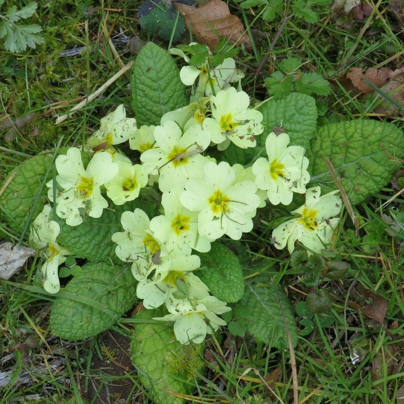 Primula Vulgaris