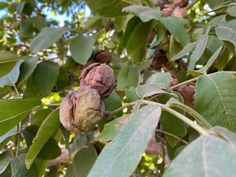 Walnut Trees And Wood