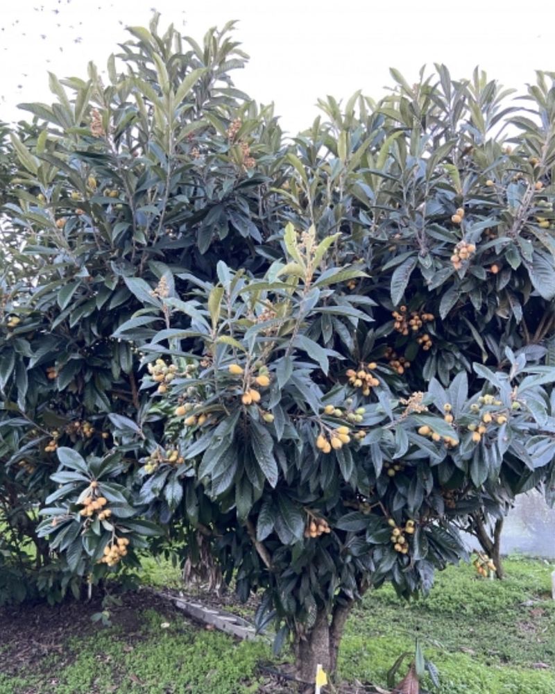 Loquat Trees