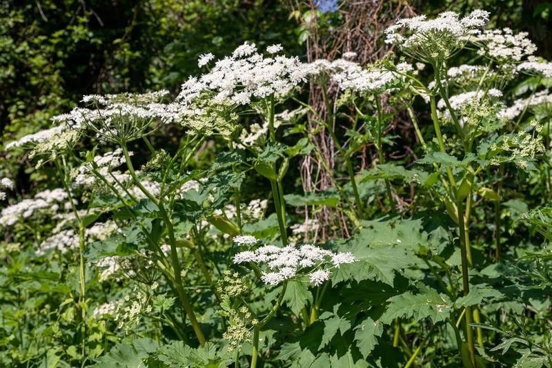 Giant Hogweed (Heracleum mantegazzianum)