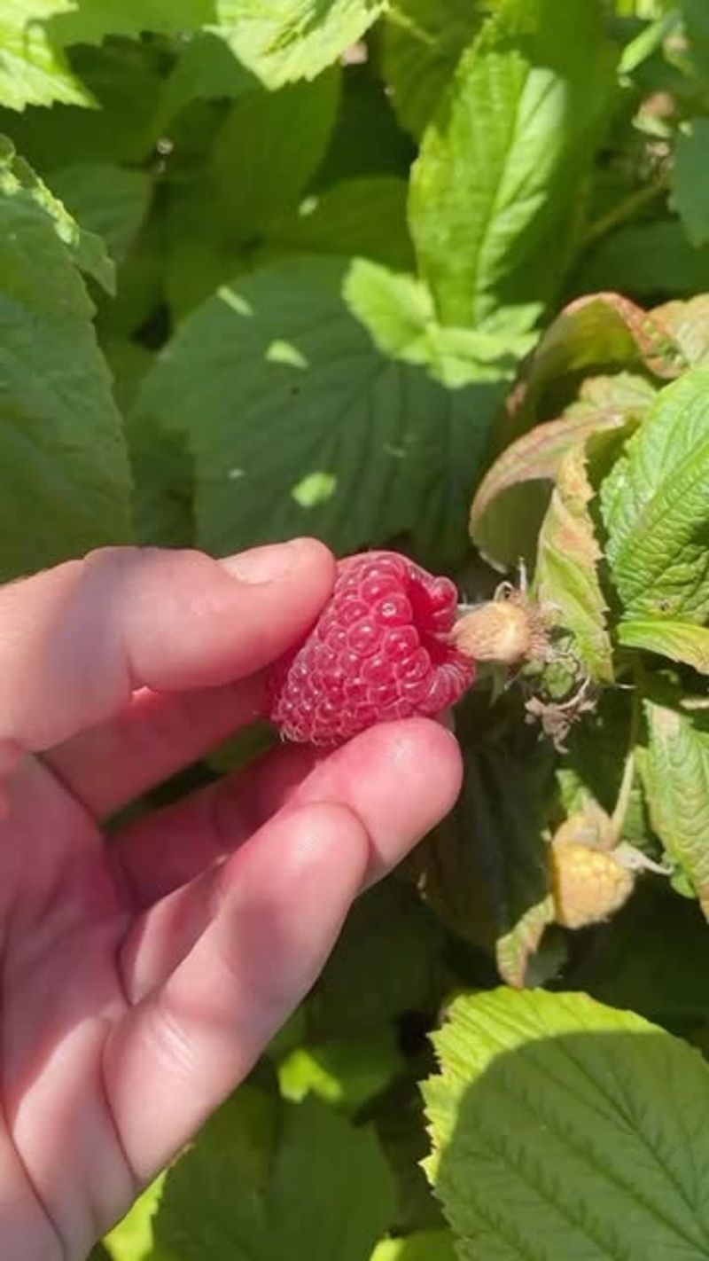 Raspberries