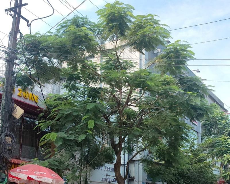 Overgrown Acacia Trees