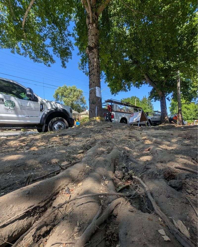 Trees With Root Damage To Sidewalks