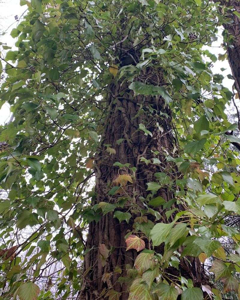 English Ivy-Covered Trees