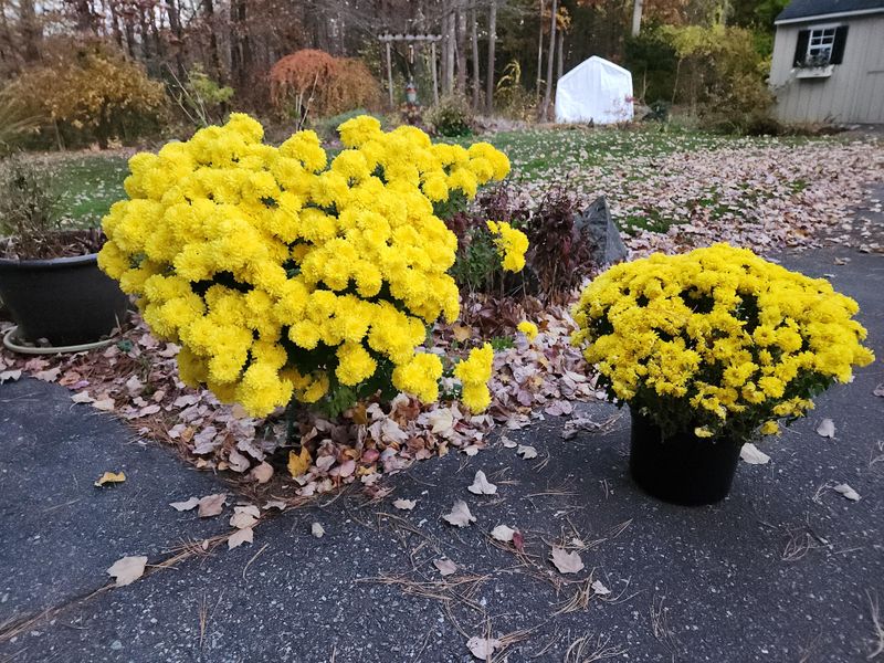 Feed Them With Balanced Fertilizer