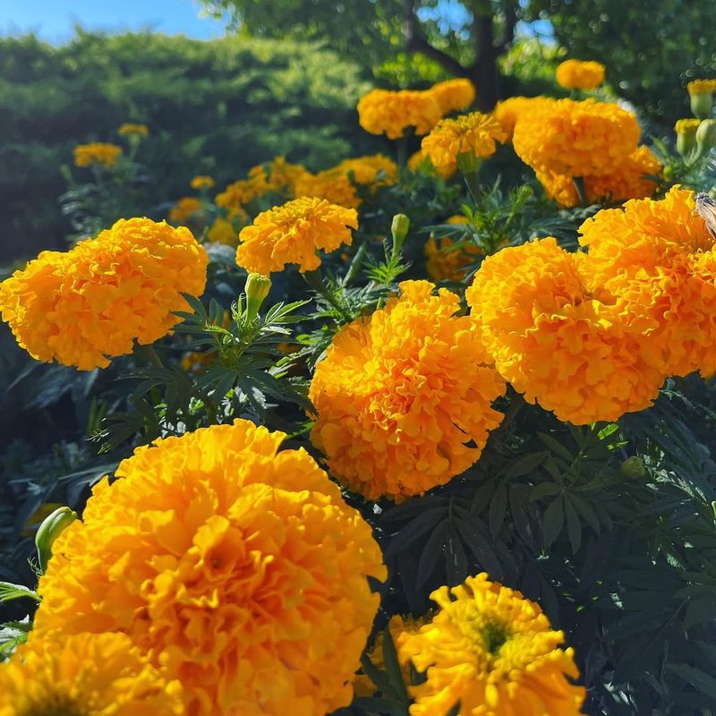 Weekly Deadheading Keeps Blooms Coming