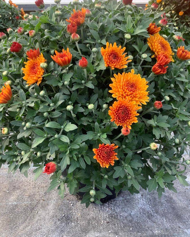 Feed Them With Balanced Fertilizer