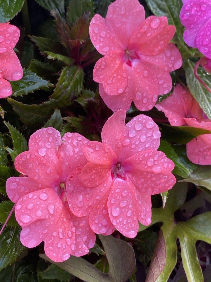 Watch For Frost Warnings