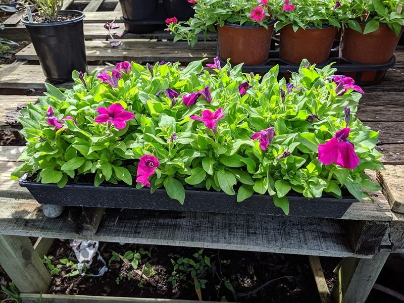 Fertilizer Boosts Heat Tolerance