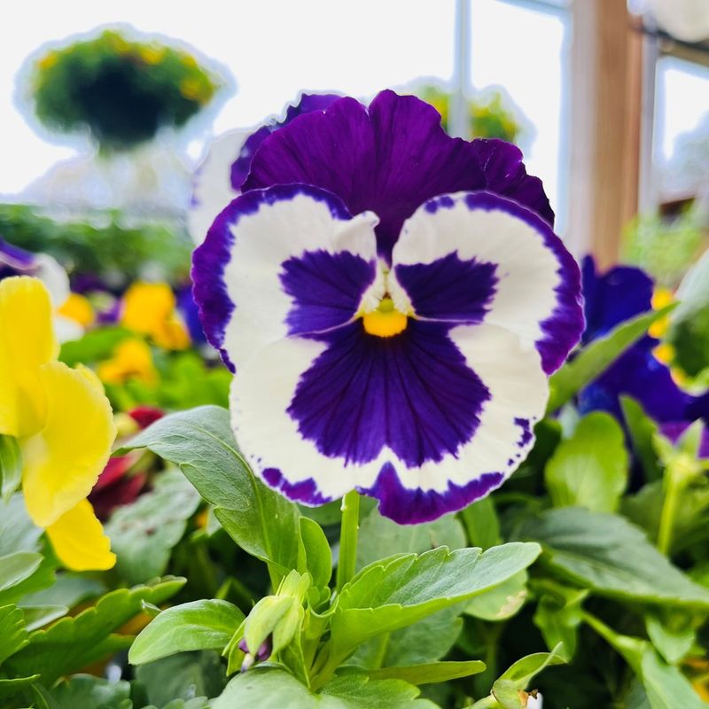 They Bounce Back After Snow Melts