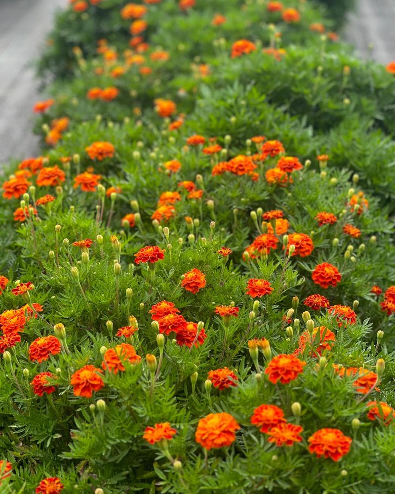 French Marigolds Need More Frequent Attention