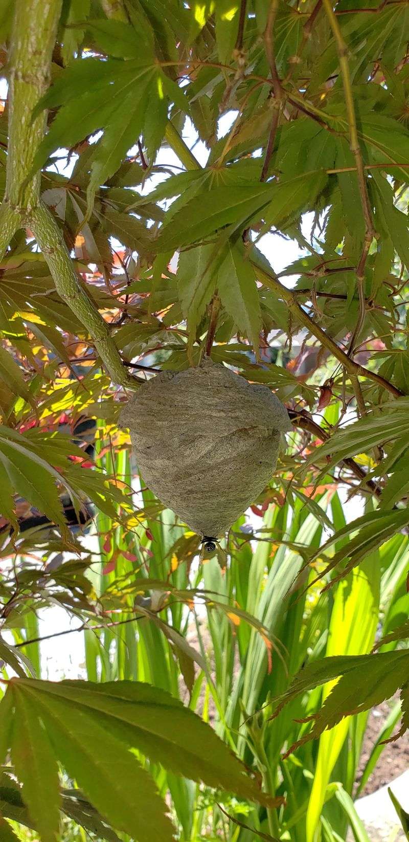 Abandoned Wasp Nests Remain