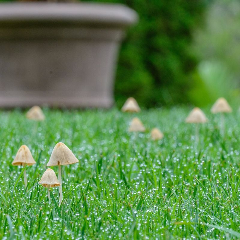 Shady Areas That Stay Cool And Damp