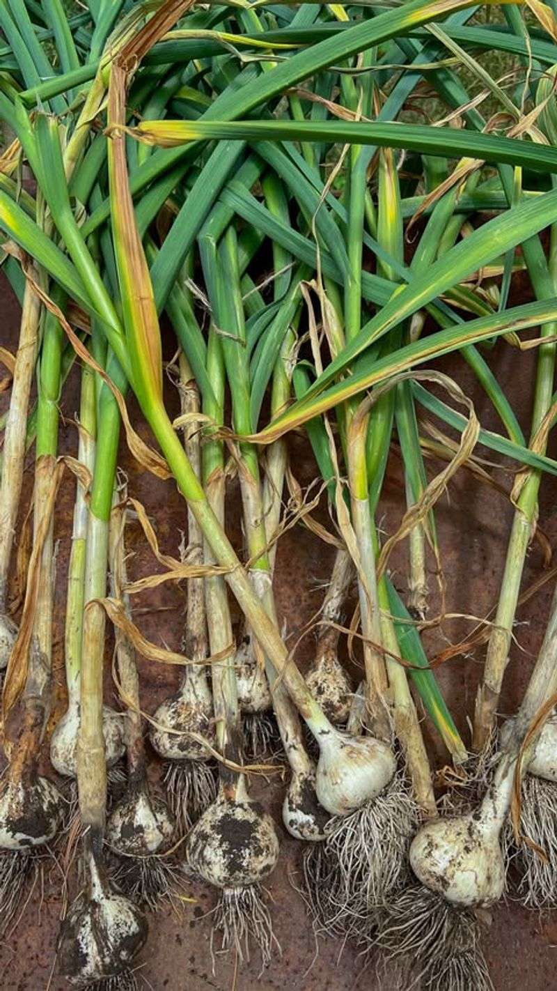 Minimal Maintenance Required Through Winter