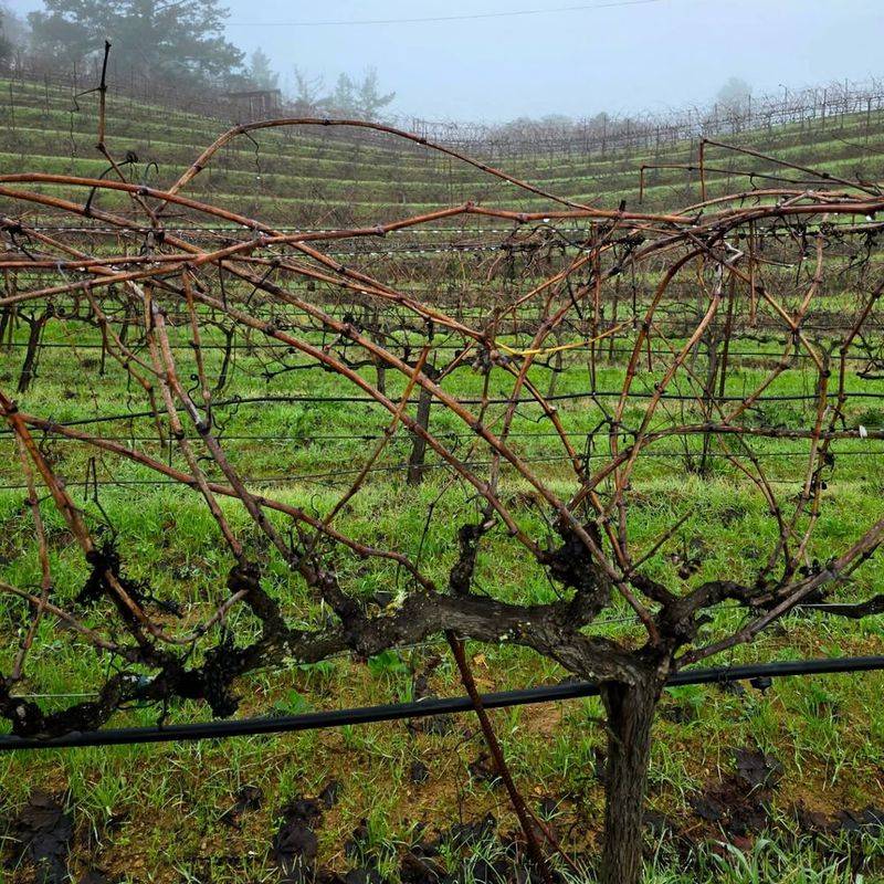 Grape Vines