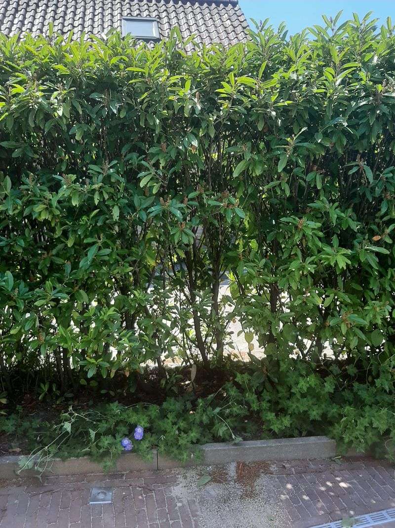 Privacy Hedges Of English Laurel