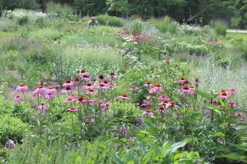 Natural Wildflower Meadows