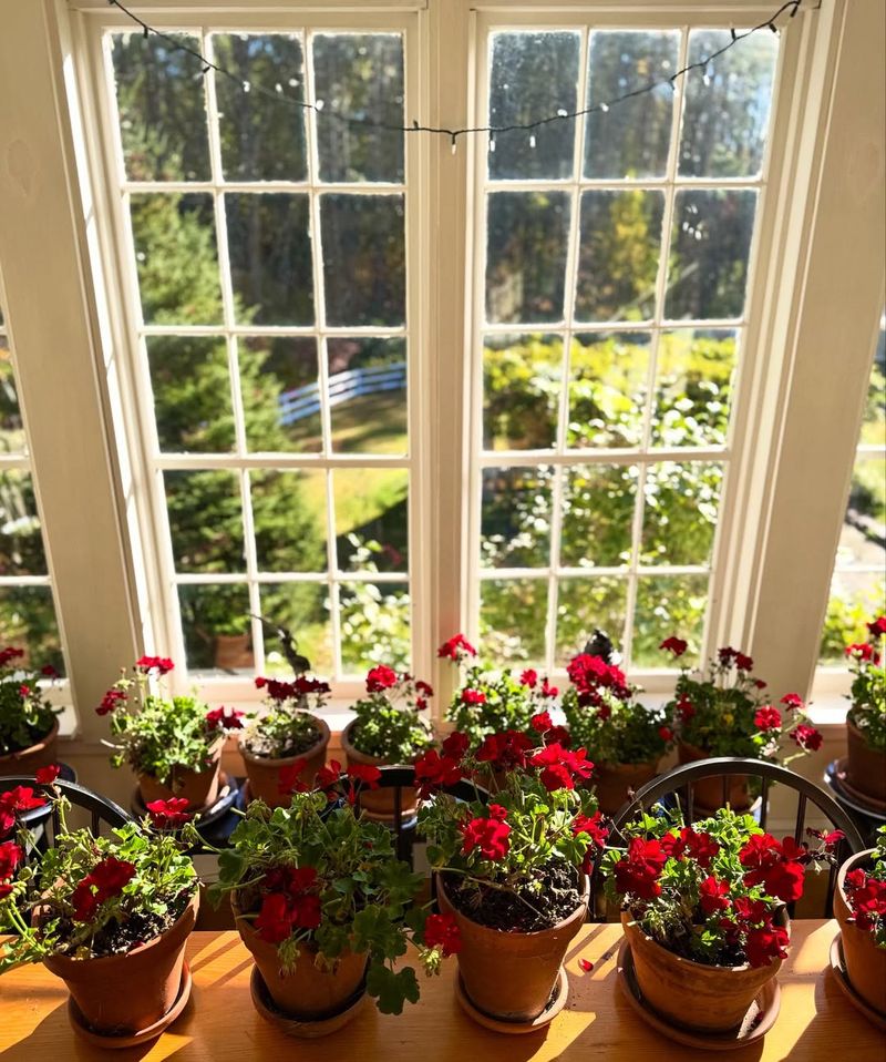 Easy Overwintering Means Free Plants Next Year