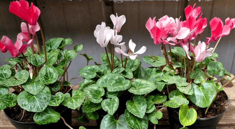 Gorgeous Heart-Shaped Leaves Add Year-Round Interest