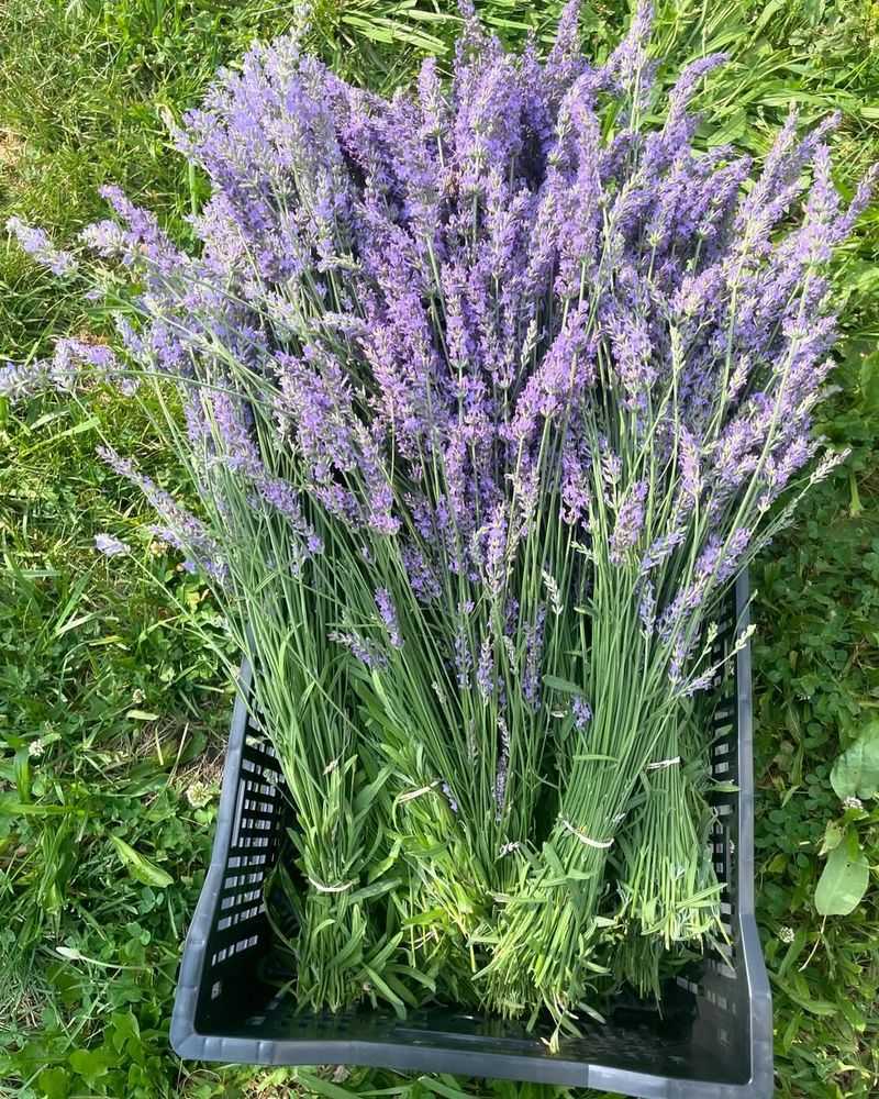 Versatile Harvest Opportunities