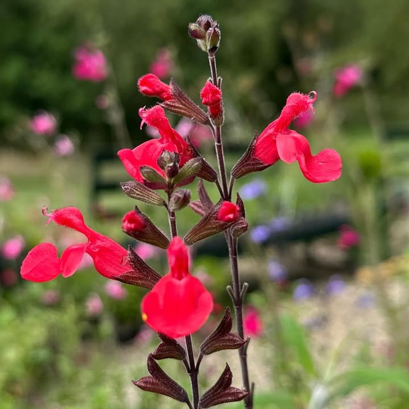 Minimal Water Needs After Establishment