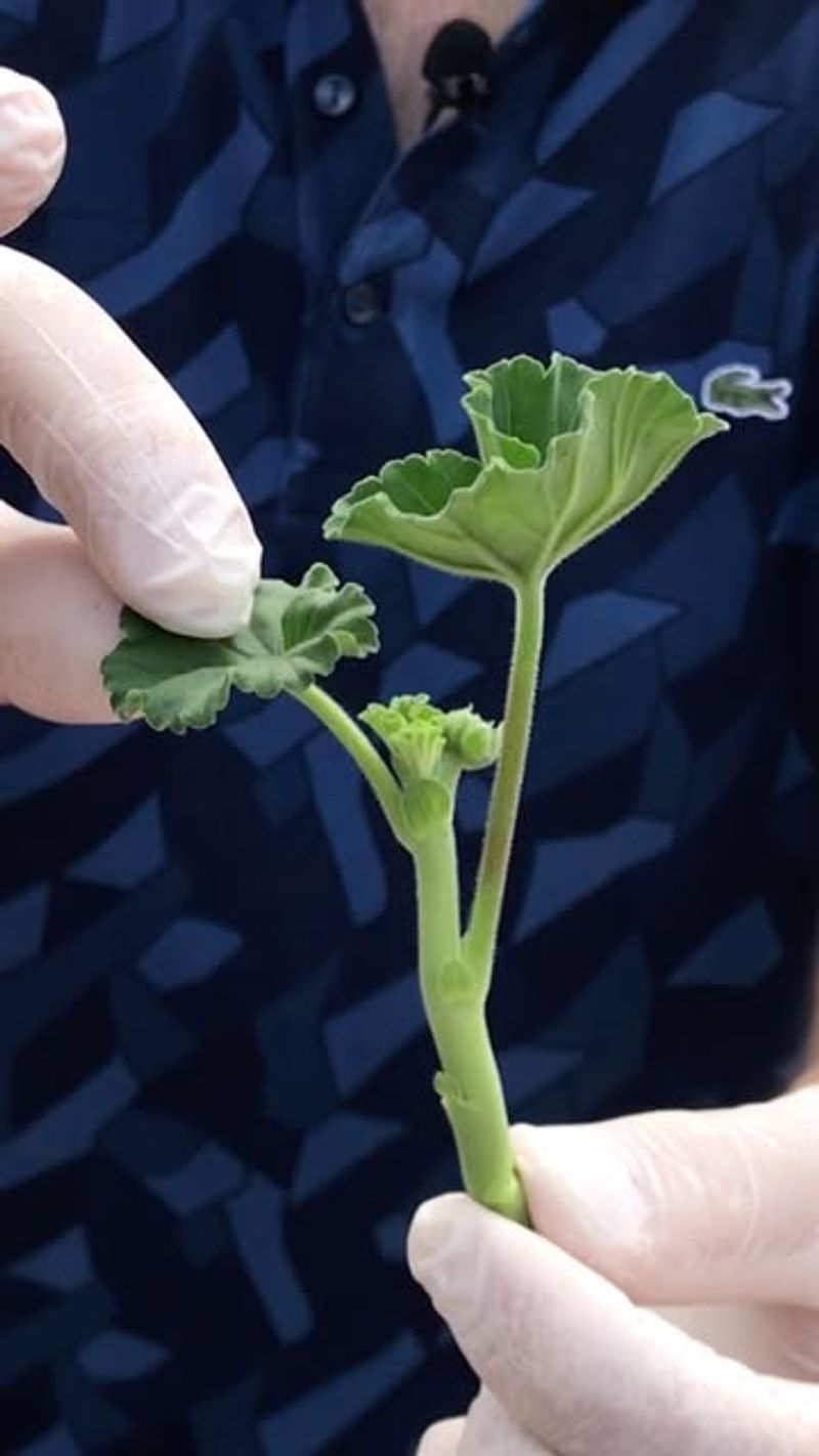 Cuttings Root Easily For Free Plants