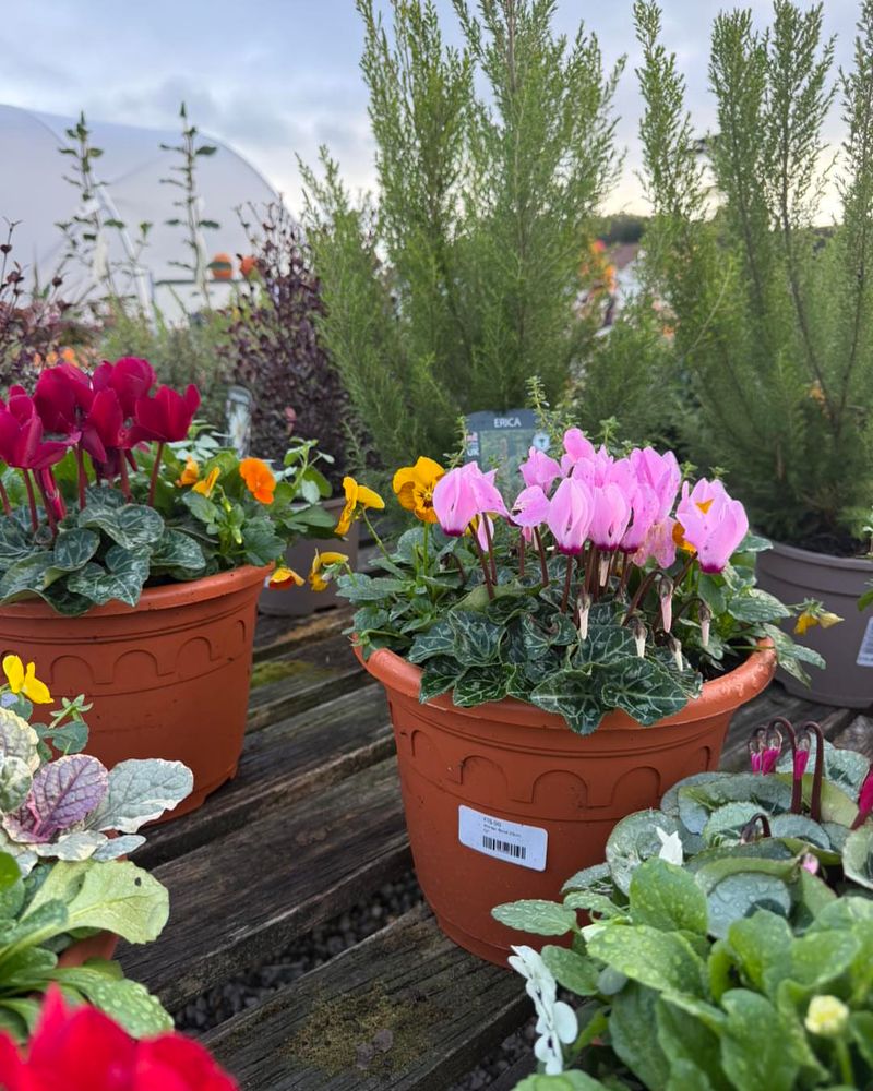 Low-Maintenance Performers