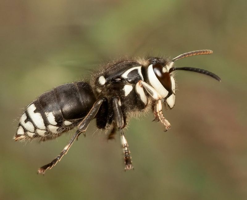 Bald-Faced Hornet