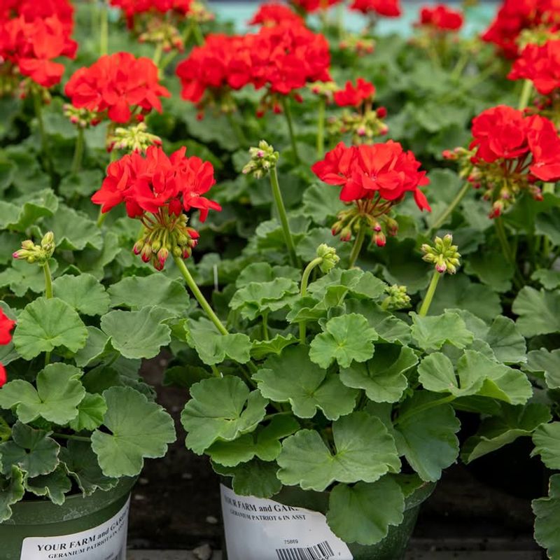 Bloom Continuously Through the Season