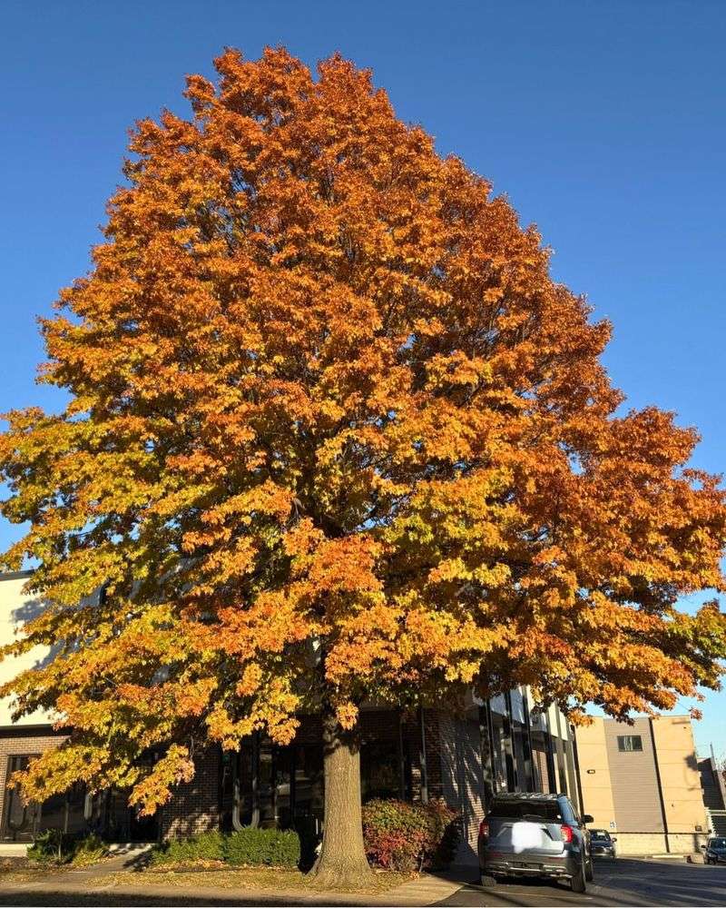 Tree Species Variations In Leaf Drop Timing