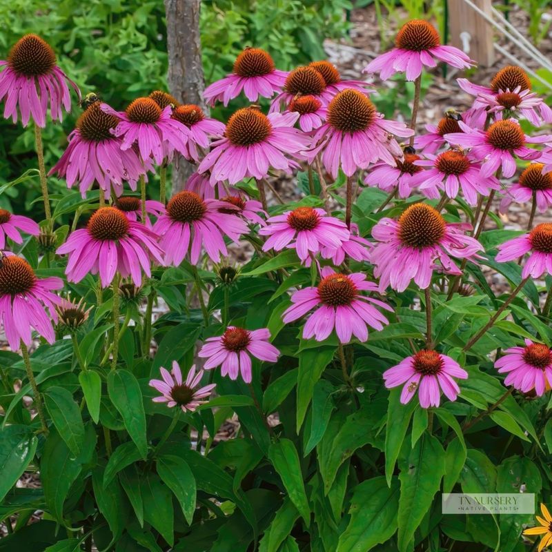 Echinacea Seeds: Start Indoors 8-10 Weeks Before Last Frost