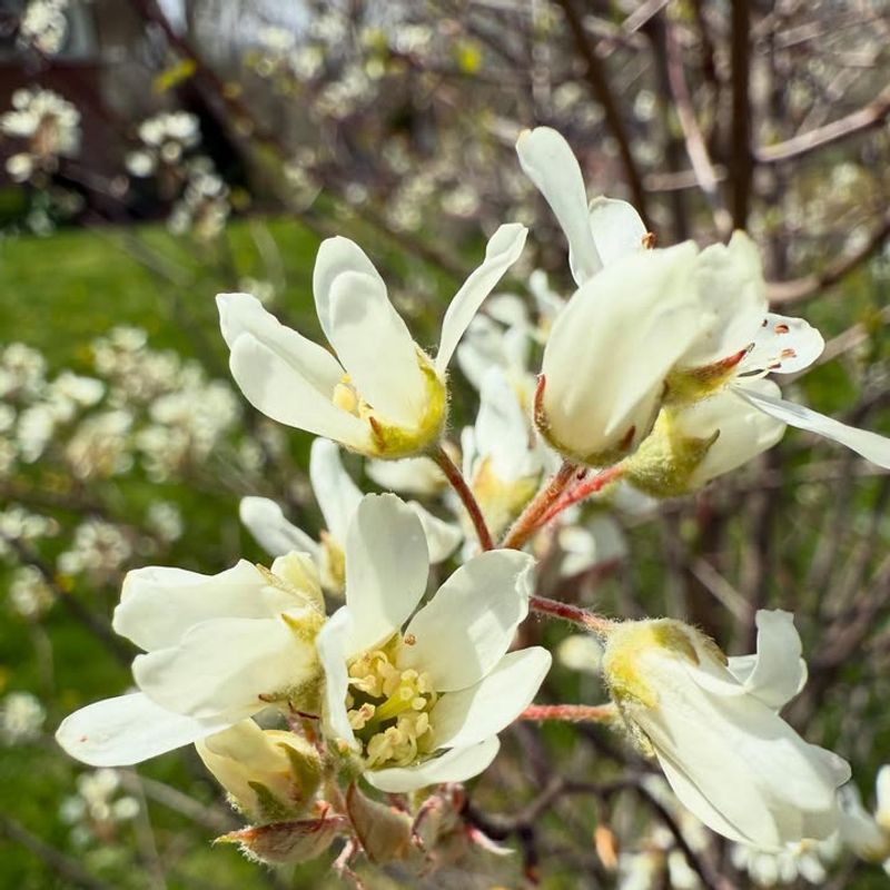 Spring Blooms Attract Insects Robins Hunt