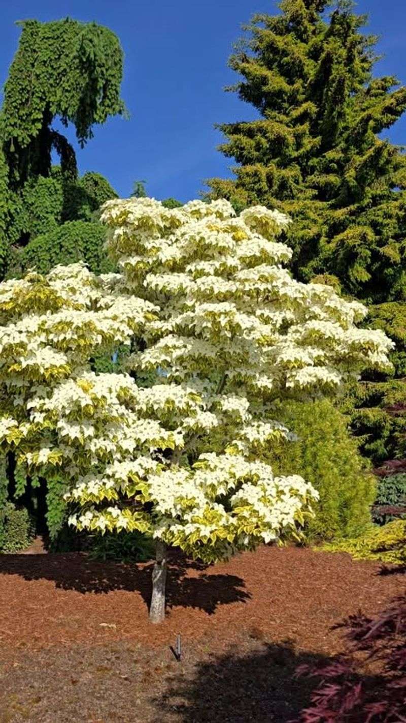 Fallen Leaves Support Ground-Dwelling Insects